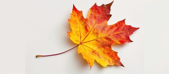 Poster - Maple leaf in vibrant autumn colors, with copy space image available.