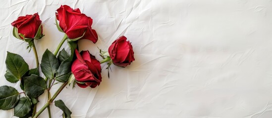 Aufkleber - Red roses on a white backdrop with a Valentine's Day theme, suitable for adding text or images; includes copy space image.