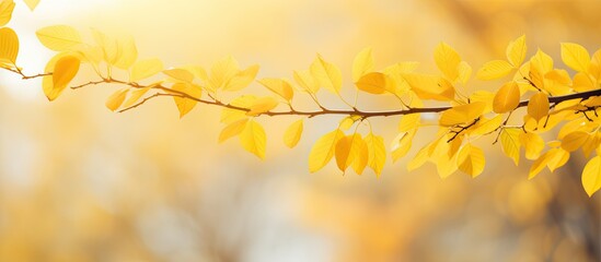 Aufkleber - Autumn park backdrop with blurred focus, showcasing vibrant yellow leaves on a branch, ideal for a copy space image.