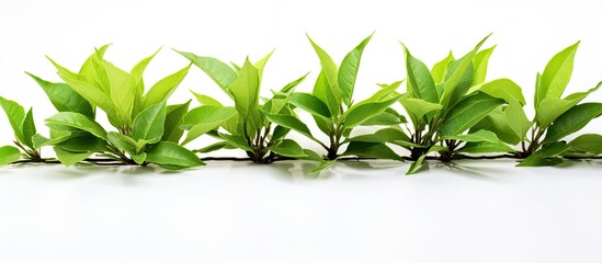 Aufkleber - Fresh green tea leaves, freshly picked from an organic tea plantation, close-up with copy space image on a white background.