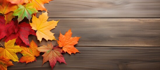 Wall Mural - Overhead view of colorful autumn maple leaves on a surface with empty space for text or designs. with copy space image. Place for adding text or design