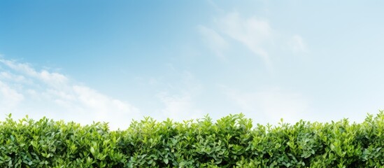 Poster - Garden hedge against a backdrop of the sky in a copy space image.