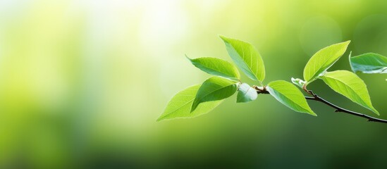 Aufkleber - Fresh green leaf in garden with a blurred greenery background for a natural, ecological theme with copy space image.