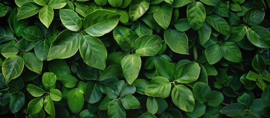 Aufkleber - Scenic green leaves on a verdant backdrop in a garden setting with copy space image amongst lush greenery.