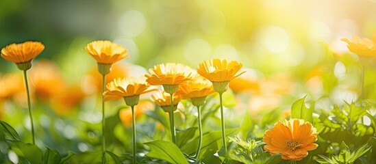 Poster - Calendula flowers blooming in sunlight with a green natural background in a summer setting, perfect for a copy space image.