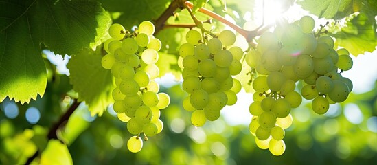 Fototapete - Green grapes on the vine under the bright summer sunlight, with a copy space image.