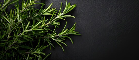 Aufkleber - A close-up shot of rosemary on a black background with ample copy space image.
