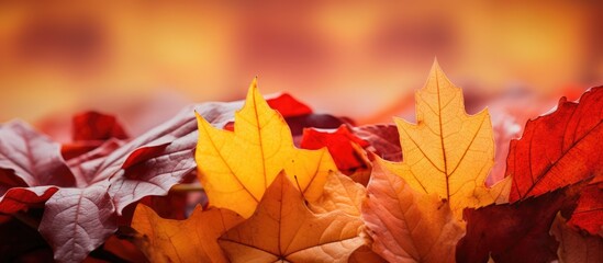 Fototapete - Autumn leaves depicted in an extreme close-up with a copy space image.