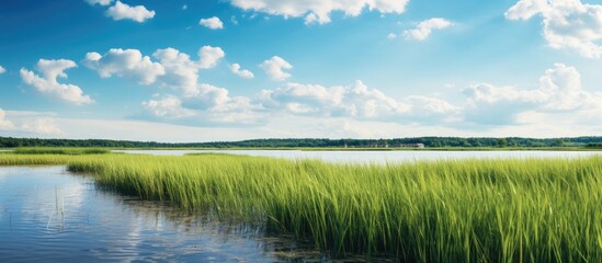 Wall Mural - Landscape photo with selective focus on marshland, showcasing grass field against a blue sky with copy space image.