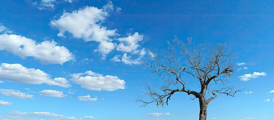 Aufkleber - A lifeless tree set against a stunning, unclouded blue sky in a photo featuring ample copy space.