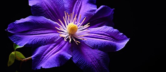 Aufkleber - A vivid purple clematis bloom against a dark backdrop providing copy space image.