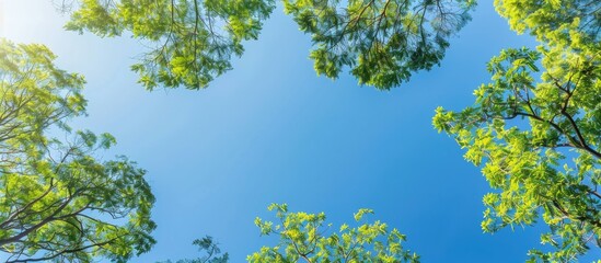 Aufkleber - Sunlight shines on green tree tops against a clear blue sky in a view from below, ideal for copy space image.