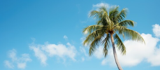 Aufkleber - A serene scene featuring a Coconut palm tree set against a cloud-filled blue sky, creating a picturesque copy space image.