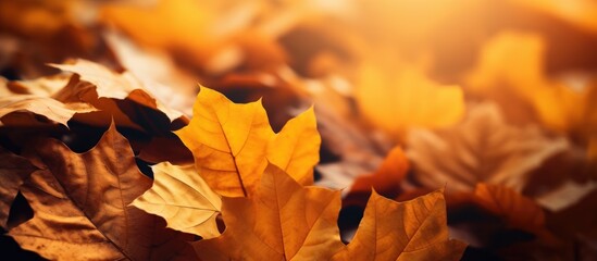 Fototapete - Autumn leaves depicted in an extreme close-up with a copy space image.