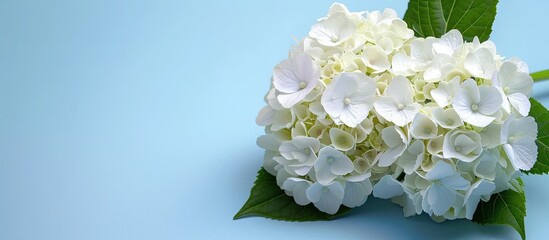 Poster - bouquet flower Hydrangea isolated on pastel background. with copy space image. Place for adding text or design