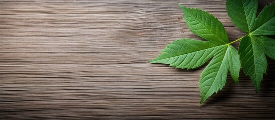 Aufkleber - Sugar tree green leaf seen from above with a wooden surface underneath - great for copy space image.