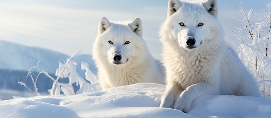 Wall Mural - Arctic wolves with a snowy background in a copy space image.