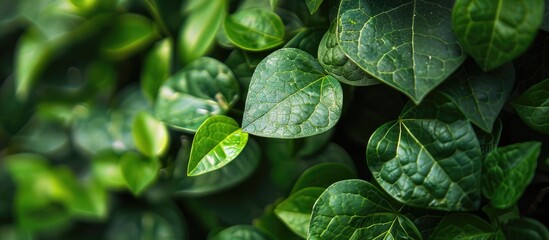 Aufkleber - Scenic green leaves on a verdant backdrop in a garden setting with copy space image amongst lush greenery.