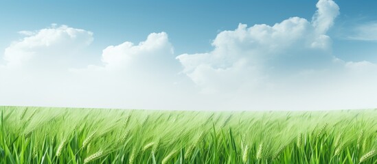 Fototapete - Scenic green barley field with a blank area for text or images - copy space image.