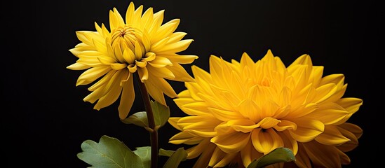 Aufkleber - A beautiful flower in vibrant yellow color with copy space image available.