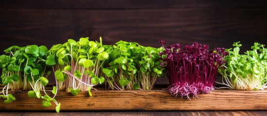 Poster - Various microgreens varieties displayed on a wooden backdrop with copy space image.