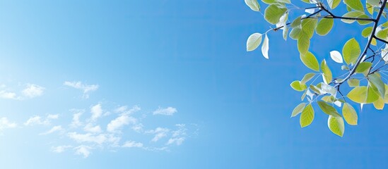Leinwandbilder - Blue sky with leaves scattering, creates a peaceful scene with copy space image.