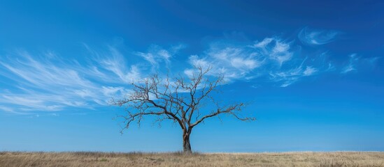 Aufkleber - A lifeless tree set against a stunning, unclouded blue sky in a photo featuring ample copy space.