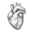 © Pniuntg - Detailed medical illustration of a human heart in grayscale, showcasing anatomical features and vascular structure on a white background.