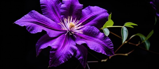 Aufkleber - A vivid purple clematis bloom against a dark backdrop providing copy space image.