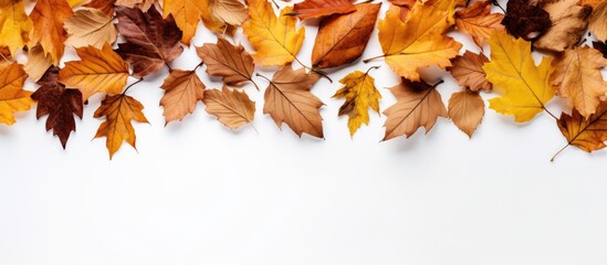 Poster - Fall-themed backdrop using a border of dried autumn leaves on a white background, conveying an autumn ambiance for Thanksgiving and similar events. Flat lay composition with a top-down perspective