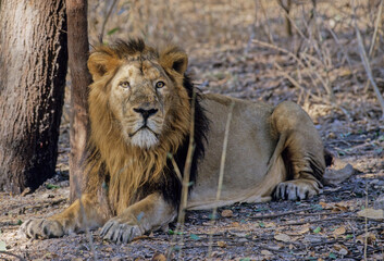 Canvas Print - Asiatic lion