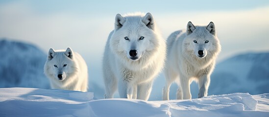 Poster - Arctic Wolves, elegant and fierce creatures, are master hunters in their icy habitat, captured in a stunning photograph with a serene background of snow-covered landscapes, offering ample copy space