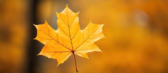 Fototapete - Close-up of a yellow maple leaf in autumn with ample copy space image.