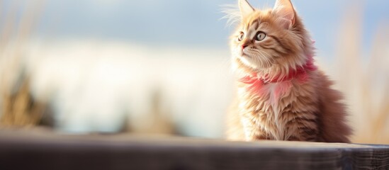 Poster - A Siberian cat kitten with a red coat is elegantly perched on a wooden deck, gazing upwards, creating a picturesque scene with a blank background for text or design (copy space image).