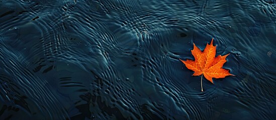 Leinwandbilder - A solitary vibrant orange maple leaf floating in water, creating a simple autumn backdrop with ample copy space image.