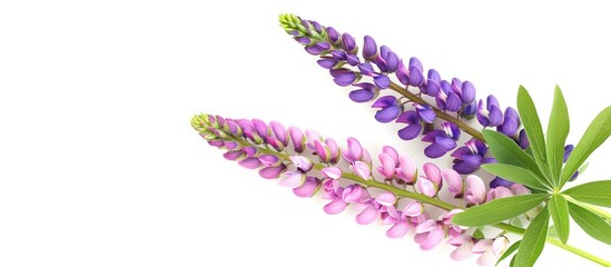 Aufkleber - A blooming lilac and rose Lupine flower set against a clean white backdrop, creating a vibrant summer floral motif with a copy space image.