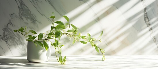 Wall Mural - Copy space image of spring sunlight filtering through green branches onto a white marble tile wall and wooden table with shadows.