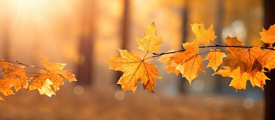 Poster - Backlit autumn scene with golden yellow maple leaves, creating a warm and cozy vibe with a copy space image.