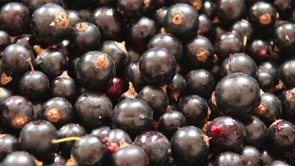 Poster - a box full of fresh blackcurrants, full of vitamins