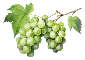 Sticker - PNG Green grapes watercolor fruit plant food.