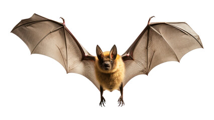 Sticker - PNG Animal bat wildlife mammal.