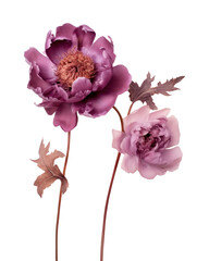 Wall Mural - PNG Real Pressed pink and purple peony flowers blossom petal plant.