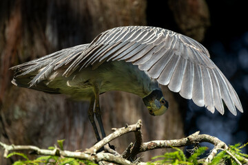 Wall Mural - black-crowned night heron preening
