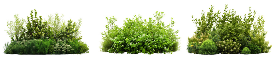 Green bushes with white flowers for garden design isolated on transparent or white background