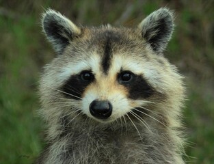 Wall Mural - portrait of a raccoon against a green blurry backdrop