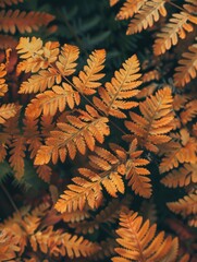 Wall Mural - A close up of a leafy plant with many leaves. The leaves are orange and the plant is in a dark background