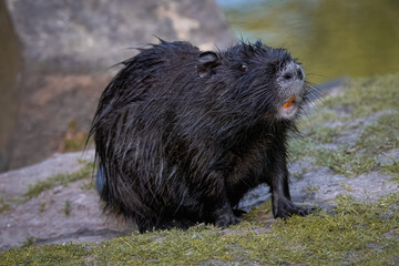 Wall Mural - A young black fur nutria sits on the ground with green grass with a rock behind it and looks toward the camera lens.