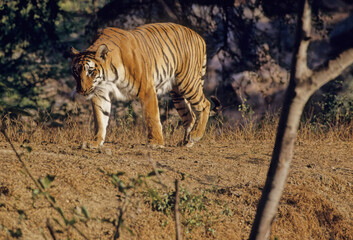 Sticker - Bengal tiger