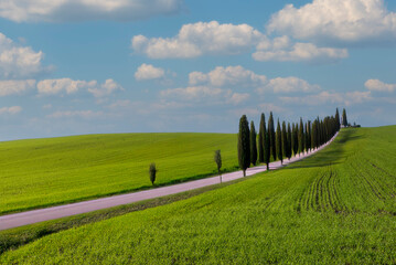 Wall Mural - landscape with grass and blue sky