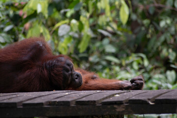 Orangutan  is resting in the jungle